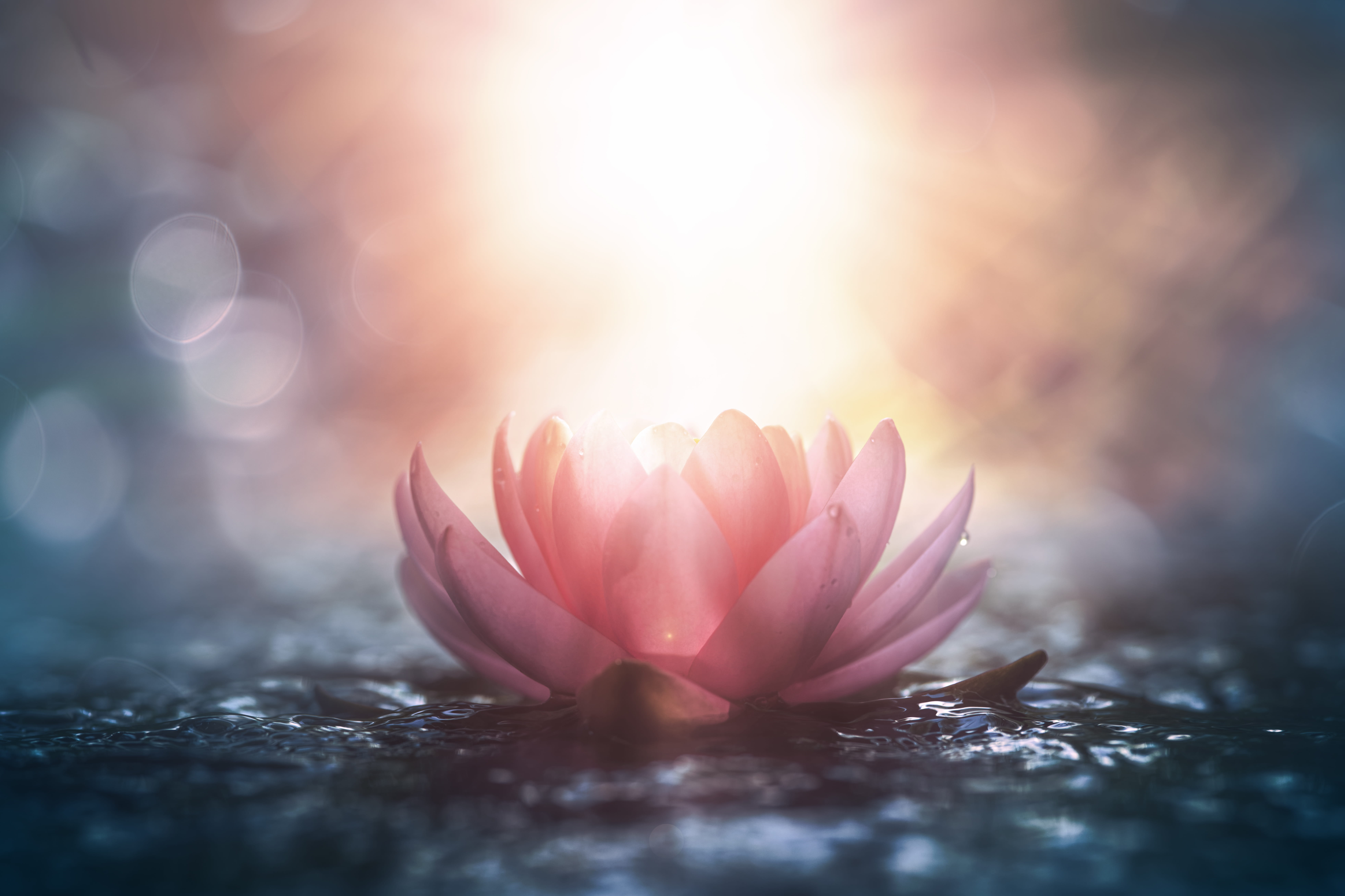 Zen Meditation & Lunch